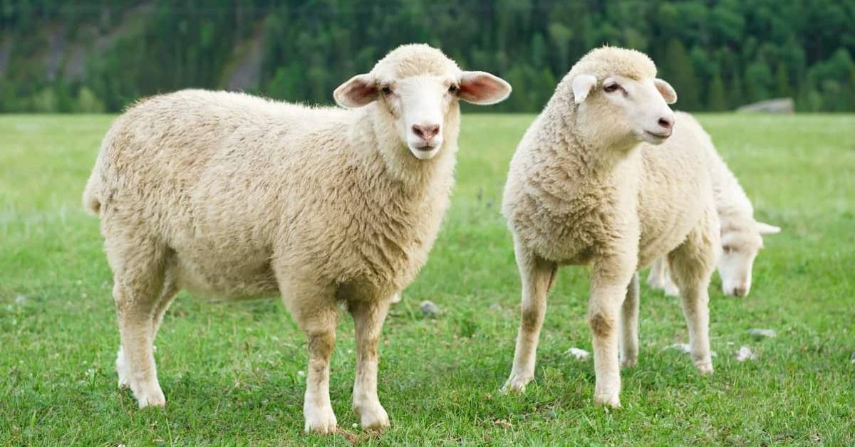 7 КОРИСНИХ ПОРАД СТОСОВНО ДОГЛЯДУ ЗА ВОВНЯНИМИ ВИРОБІВ